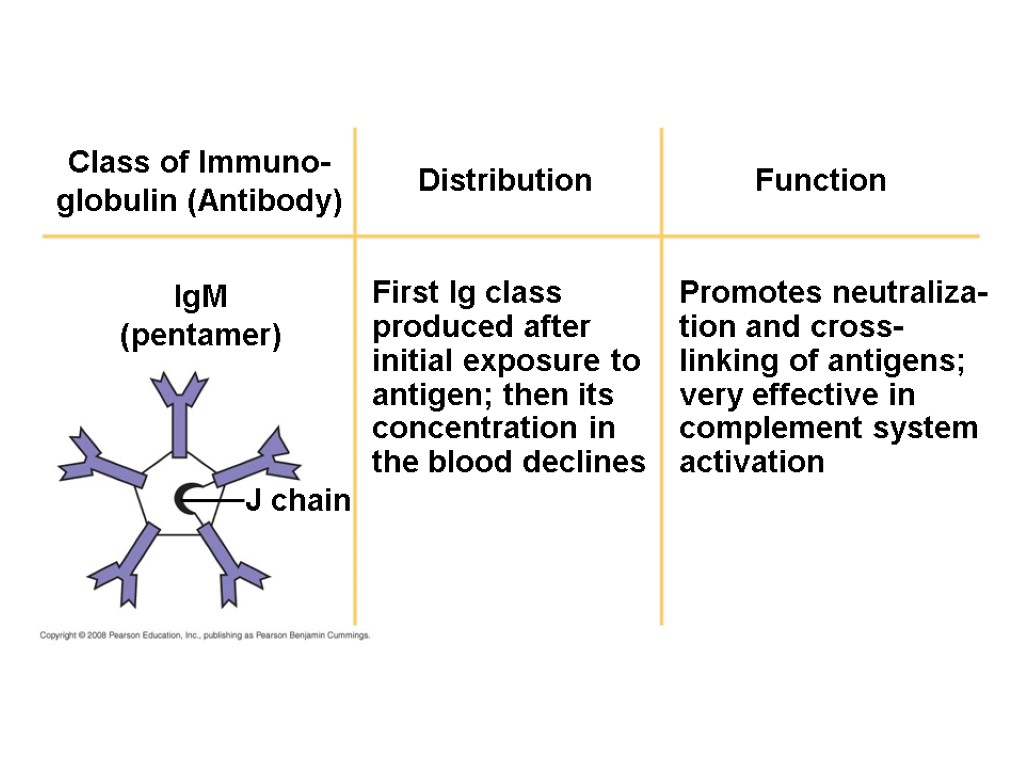 Distribution Class of Immuno- globulin (Antibody) IgM (pentamer) J chain First Ig class produced